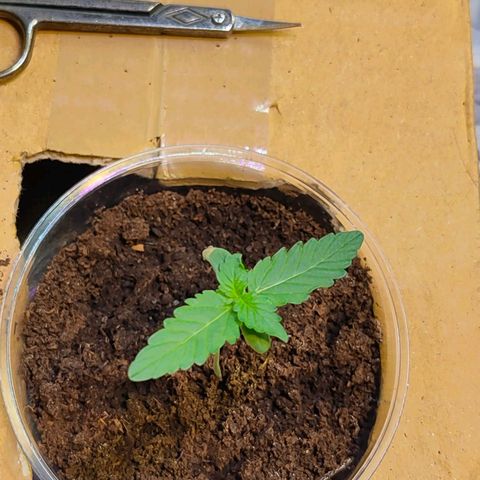 Brookly Sunrise growlog timeline photo