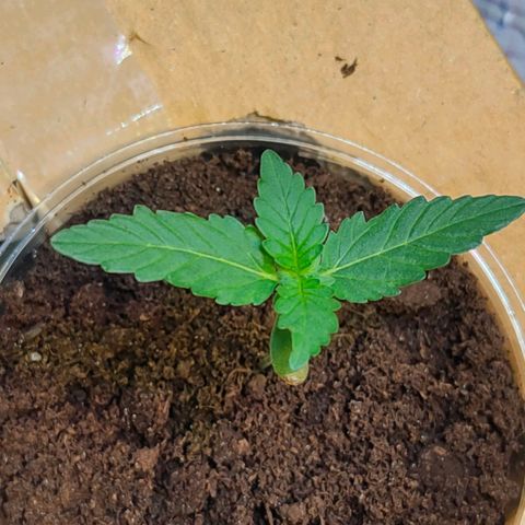 Brookly Sunrise growlog timeline photo