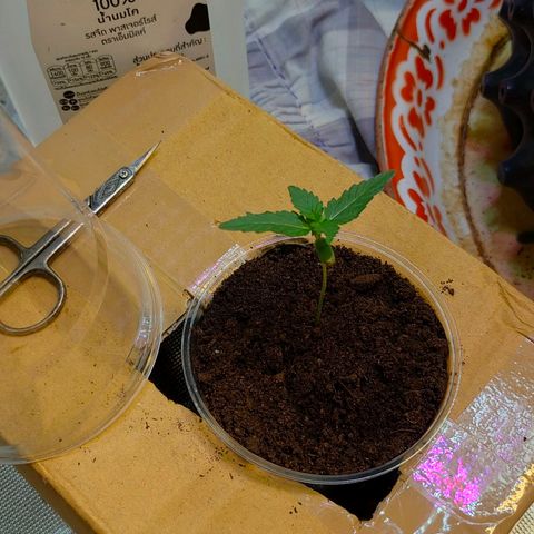 Brookly Sunrise growlog timeline photo