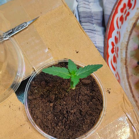 Brookly Sunrise growlog timeline photo