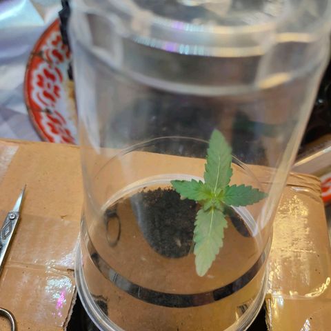 Brookly Sunrise growlog timeline photo