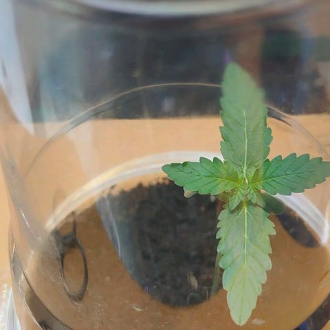 Brookly Sunrise growlog timeline photo