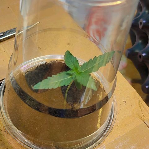 Brookly Sunrise growlog timeline photo