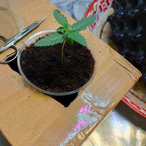 Brookly Sunrise growlog timeline photo