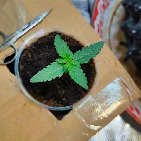 Brookly Sunrise growlog timeline photo