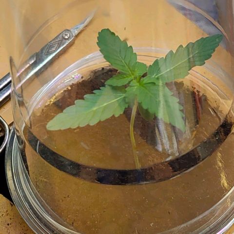 Brookly Sunrise growlog timeline photo