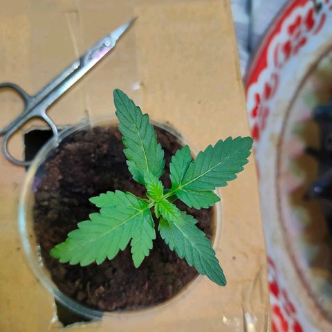 Brookly Sunrise growlog timeline photo