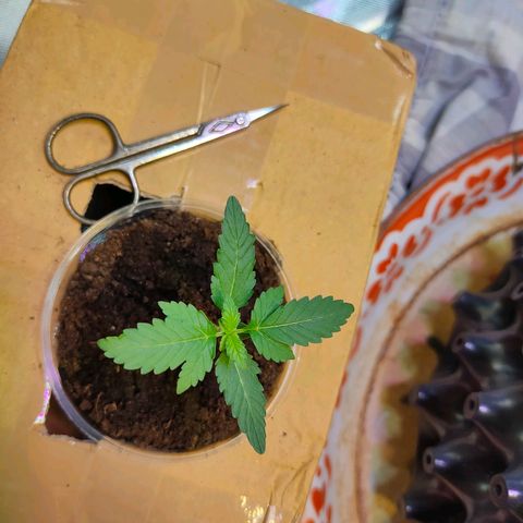 Brookly Sunrise growlog timeline photo