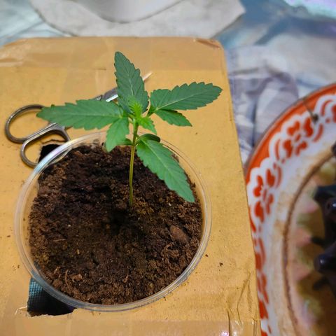 Brookly Sunrise growlog timeline photo