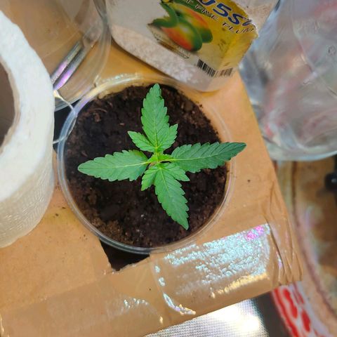 Brookly Sunrise growlog timeline photo