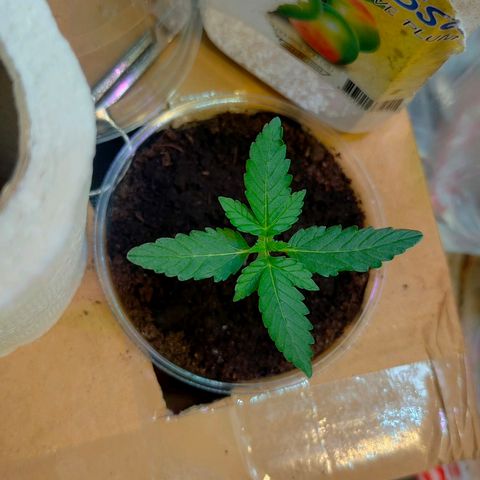 Brookly Sunrise growlog timeline photo