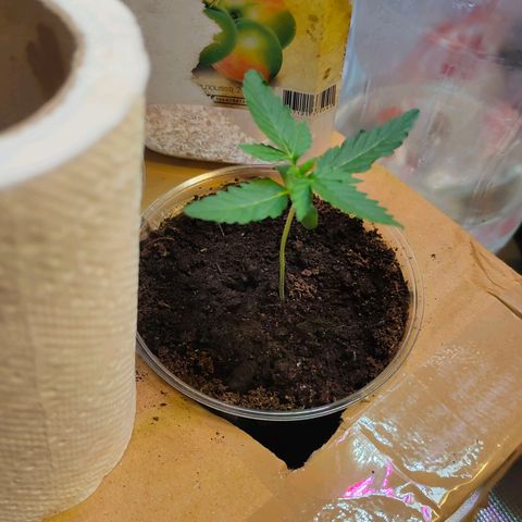 Brookly Sunrise growlog timeline photo