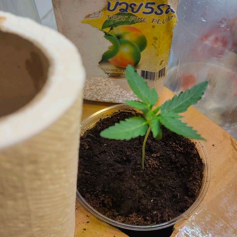 Brookly Sunrise growlog timeline photo