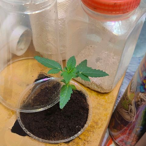 Brookly Sunrise growlog timeline photo