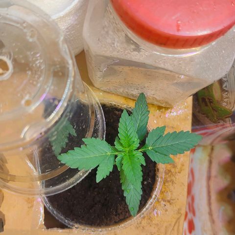 Brookly Sunrise growlog timeline photo