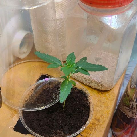 Brookly Sunrise growlog timeline photo