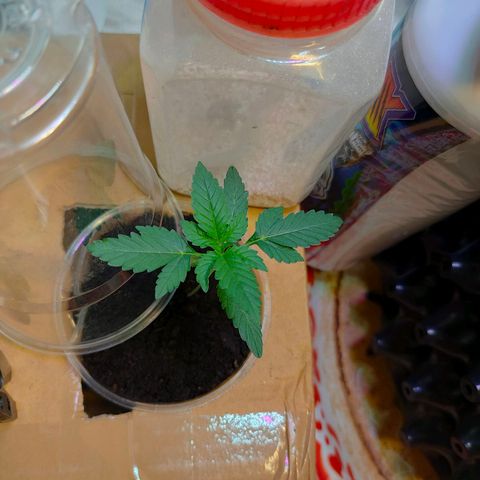 Brookly Sunrise growlog timeline photo