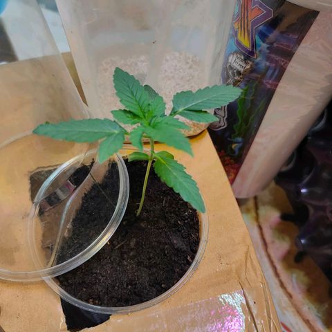 Brookly Sunrise growlog timeline photo
