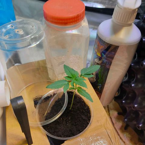 Brookly Sunrise growlog timeline photo