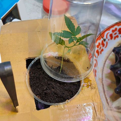 Brookly Sunrise growlog timeline photo