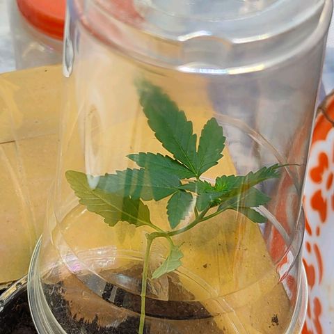 Brookly Sunrise growlog timeline photo