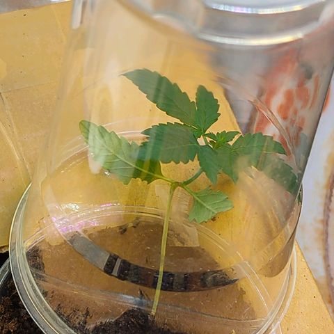 Brookly Sunrise growlog timeline photo