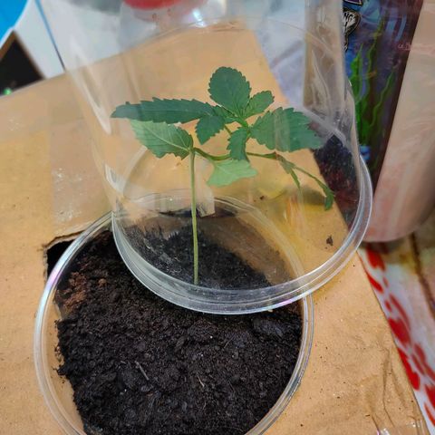 Brookly Sunrise growlog timeline photo