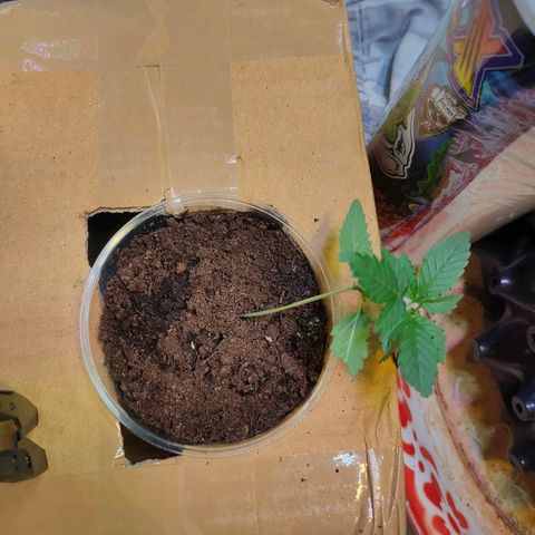 Brookly Sunrise growlog timeline photo
