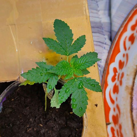 Brookly Sunrise growlog timeline photo