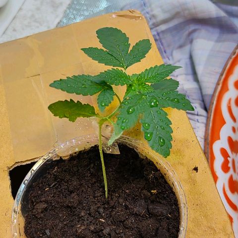 Brookly Sunrise growlog timeline photo