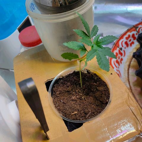 Brookly Sunrise growlog timeline photo