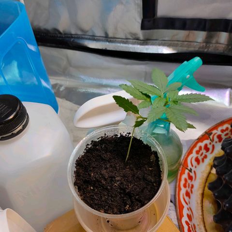 Brookly Sunrise growlog timeline photo