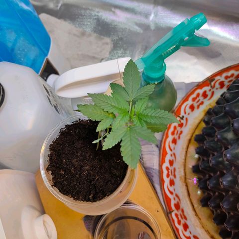 Brookly Sunrise growlog timeline photo