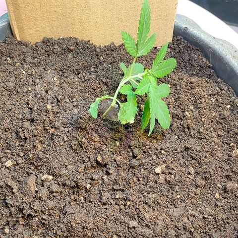 Brookly Sunrise growlog timeline photo