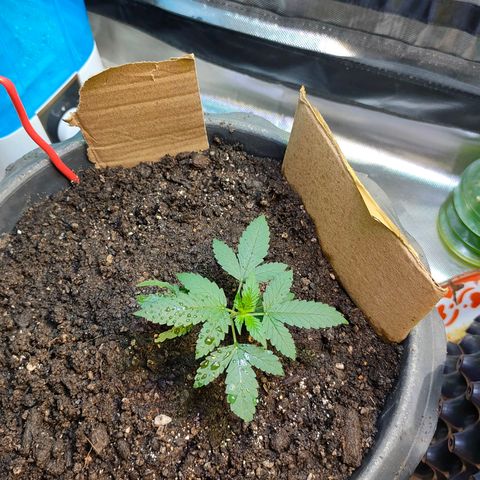 Brookly Sunrise growlog timeline photo
