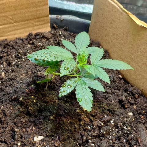 Brookly Sunrise growlog timeline photo
