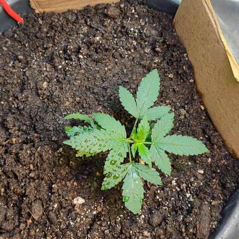 Brookly Sunrise growlog timeline photo