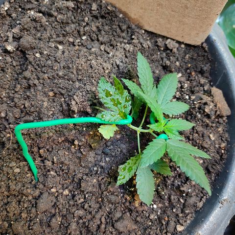 Brookly Sunrise growlog timeline photo
