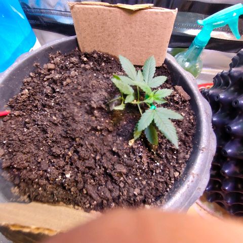 Brookly Sunrise growlog timeline photo