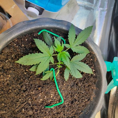 Brookly Sunrise growlog timeline photo