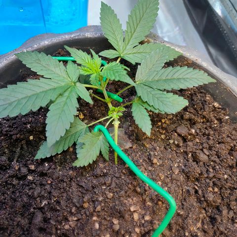 Brookly Sunrise growlog timeline photo