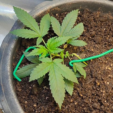 Brookly Sunrise growlog timeline photo