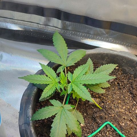 Brookly Sunrise growlog timeline photo