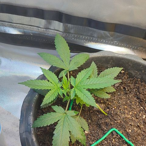 Brookly Sunrise growlog timeline photo