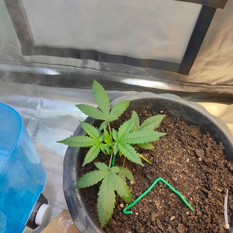 Brookly Sunrise growlog timeline photo
