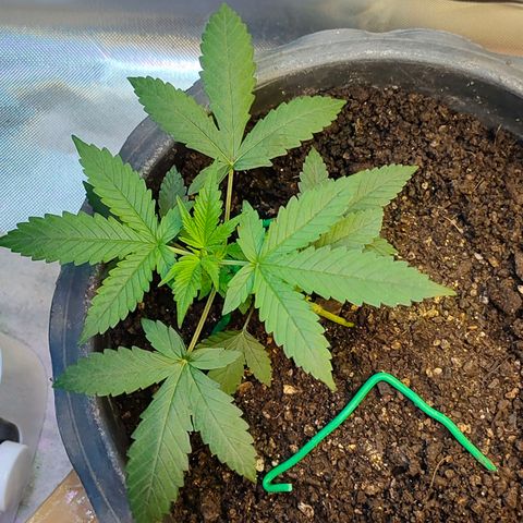 Brookly Sunrise growlog timeline photo