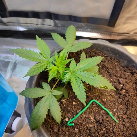 Brookly Sunrise growlog timeline photo