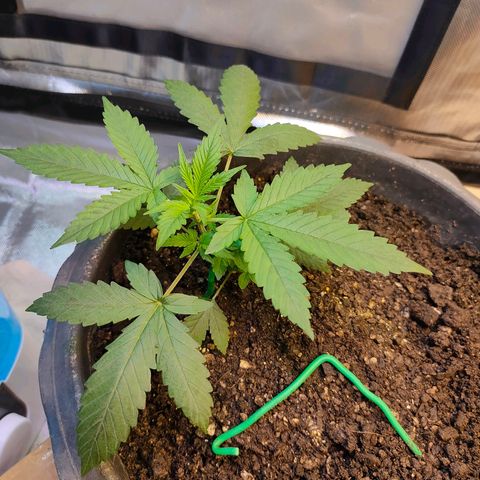 Brookly Sunrise growlog timeline photo