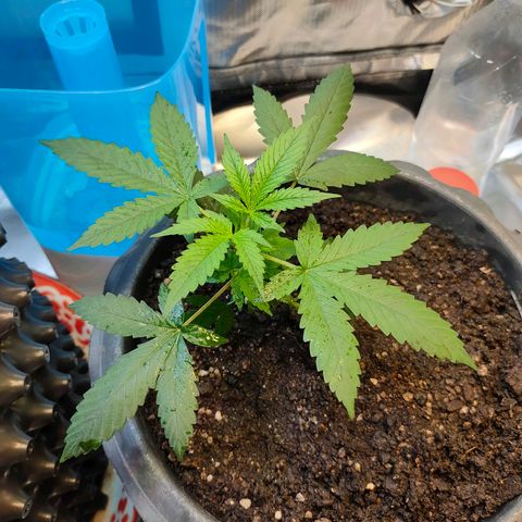 Brookly Sunrise growlog timeline photo