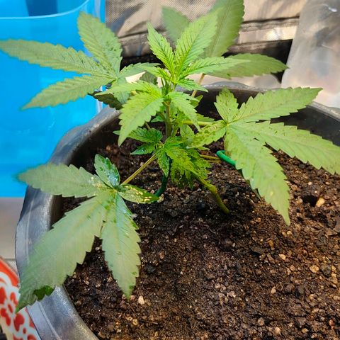 Brookly Sunrise growlog timeline photo
